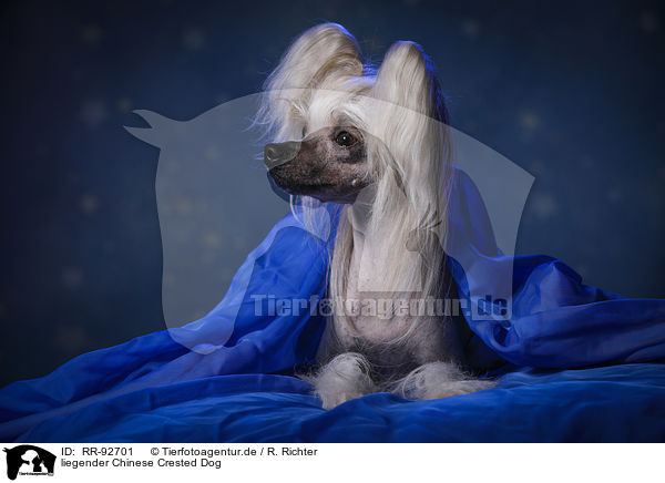 liegender Chinese Crested Dog / lying Chinese Crested Dog / RR-92701