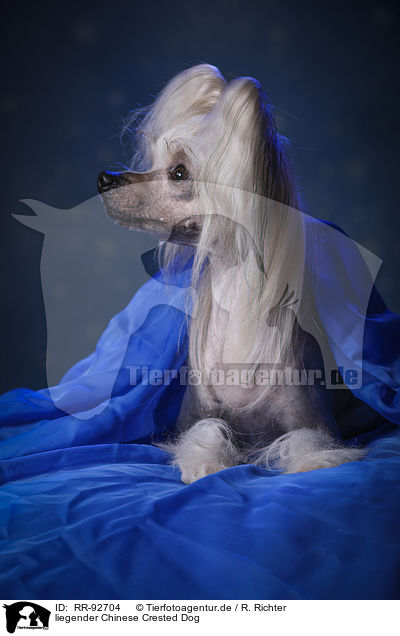 liegender Chinese Crested Dog / lying Chinese Crested Dog / RR-92704