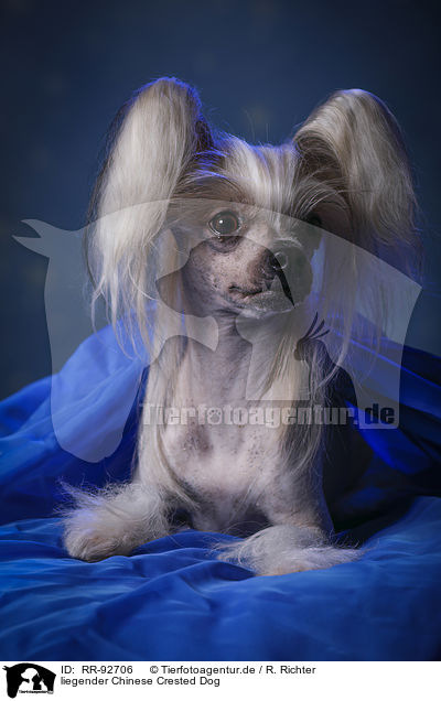 liegender Chinese Crested Dog / lying Chinese Crested Dog / RR-92706