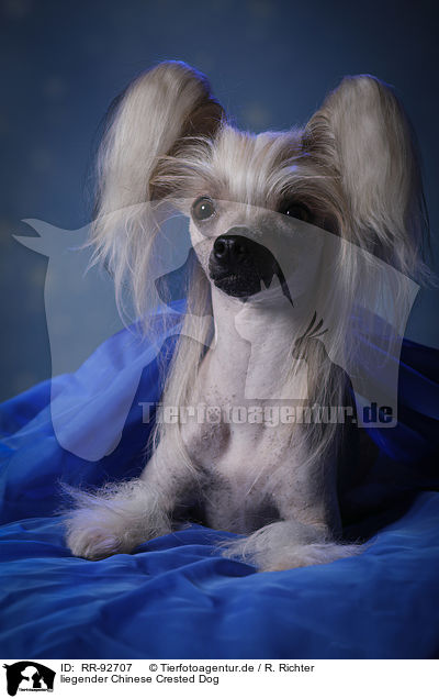 liegender Chinese Crested Dog / lying Chinese Crested Dog / RR-92707