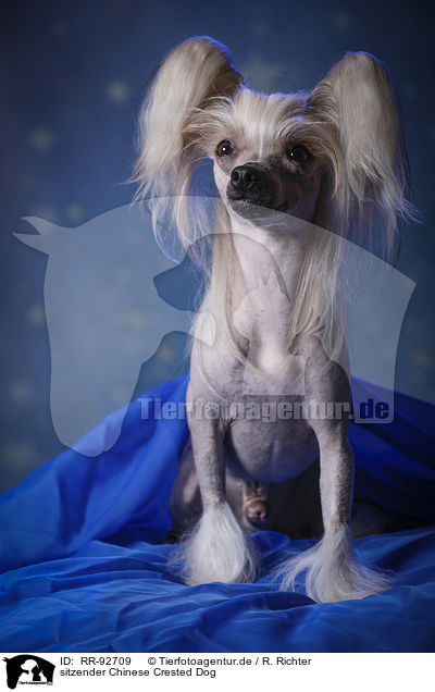 sitzender Chinese Crested Dog / sitting Chinese Crested Dog / RR-92709