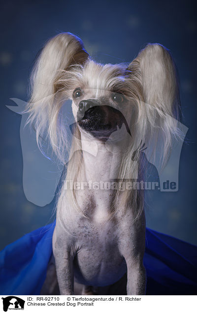 Chinese Crested Dog Portrait / RR-92710
