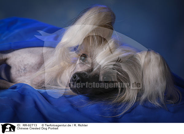 Chinese Crested Dog Portrait / Chinese Crested Dog Portrait / RR-92713