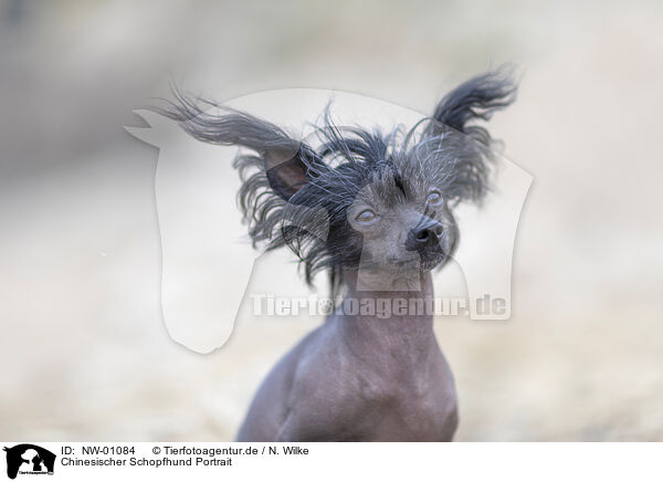 Chinesischer Schopfhund Portrait / NW-01084