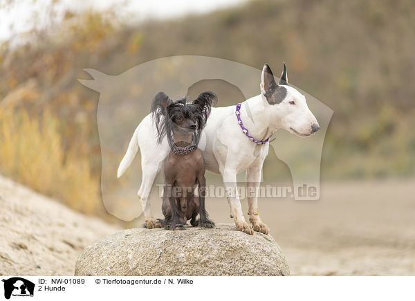 2 Hunde / 2 dogs / NW-01089