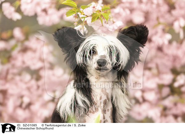 Chinesischer Schopfhund / SZ-01085