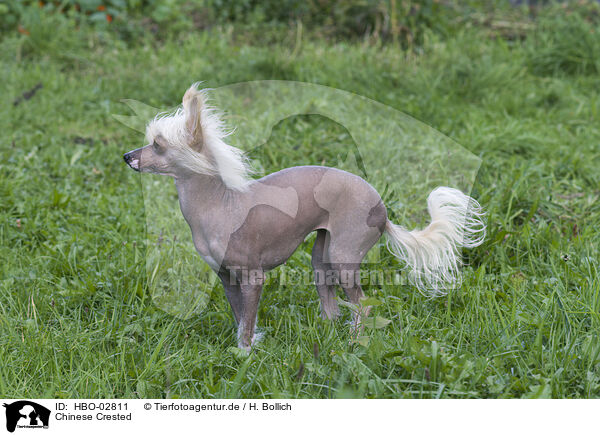 Chinese Crested / HBO-02811