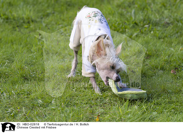 Chinese Crested mit Frisbee / HBO-02818