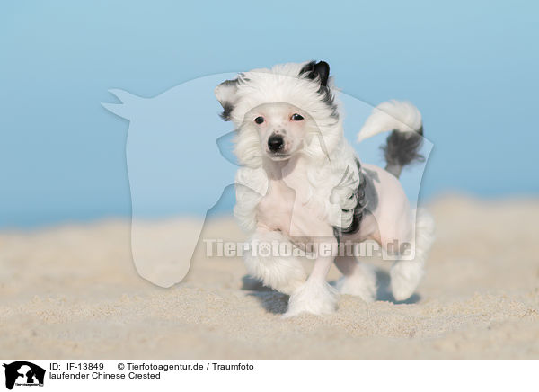 laufender Chinese Crested / IF-13849