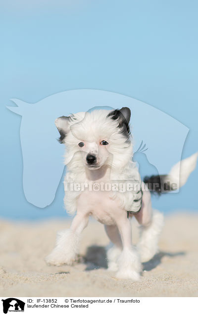 laufender Chinese Crested / IF-13852