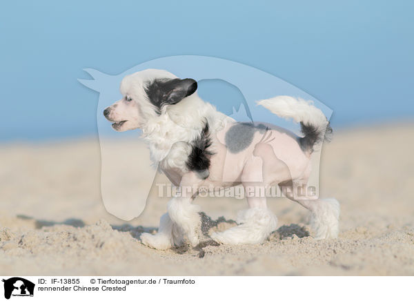 rennender Chinese Crested / IF-13855