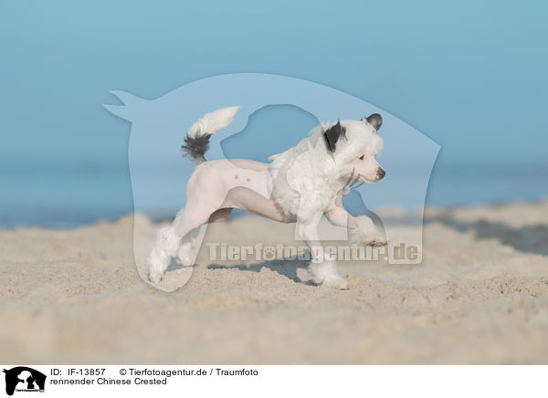 rennender Chinese Crested / IF-13857