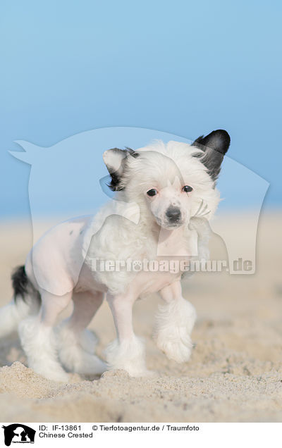 Chinese Crested / IF-13861
