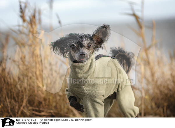 Chinese Crested Portrait / SIB-01893