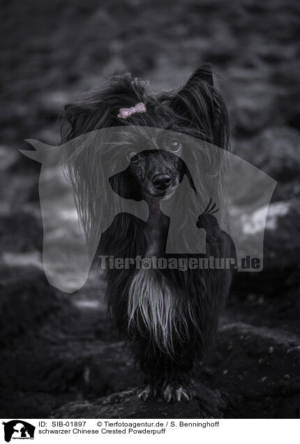 schwarzer Chinese Crested Powderpuff / black Chinese Crested Powderpuff / SIB-01897