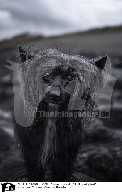 schwarzer Chinese Crested Powderpuff / SIB-01905