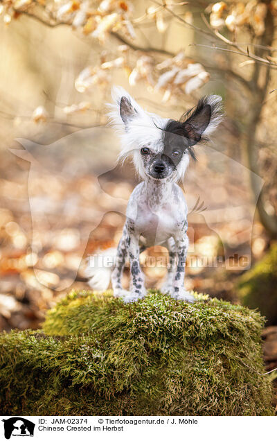 Chinese Crested im Herbst / JAM-02374