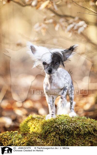 Chinese Crested im Herbst / JAM-02375