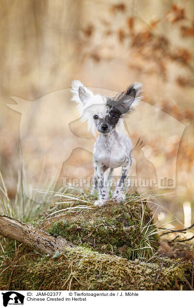 Chinese Crested im Herbst / JAM-02377