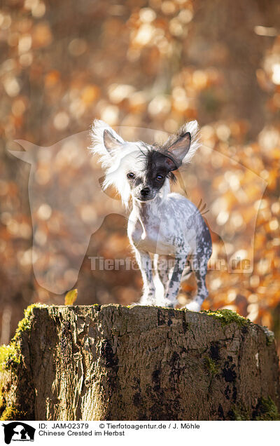 Chinese Crested im Herbst / JAM-02379
