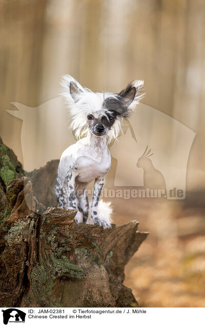 Chinese Crested im Herbst / Chinese Crested in autumn / JAM-02381