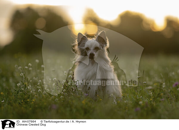 Chinese Crested Dog / Chinese Crested Dog / AH-07664