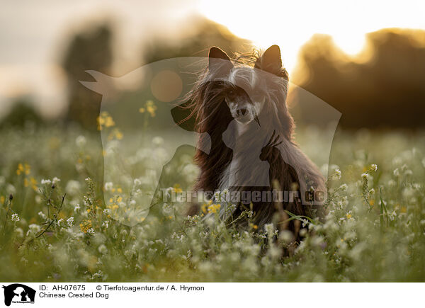 Chinese Crested Dog / Chinese Crested Dog / AH-07675