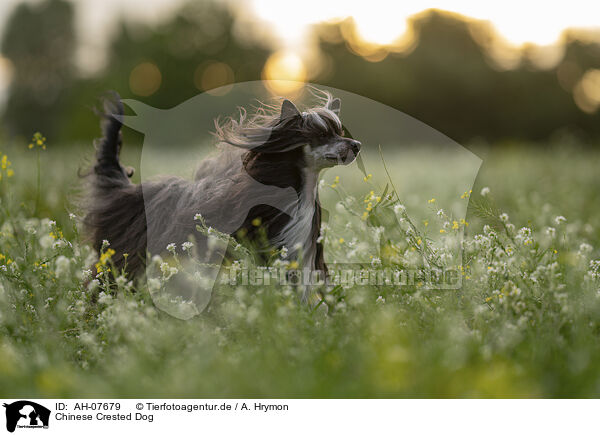 Chinese Crested Dog / AH-07679