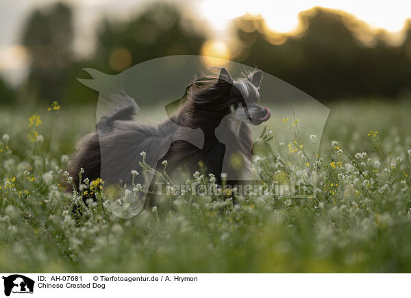Chinese Crested Dog / Chinese Crested Dog / AH-07681