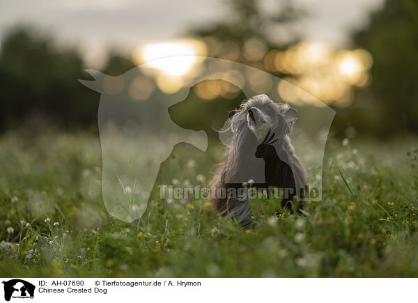 Chinese Crested Dog / Chinese Crested Dog / AH-07690