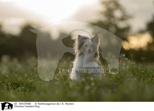 Chinese Crested Dog / AH-07696