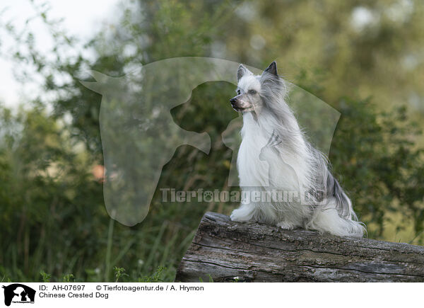 Chinese Crested Dog / Chinese Crested Dog / AH-07697