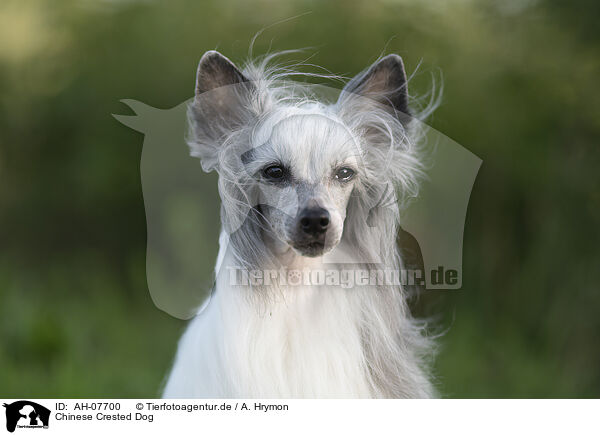 Chinese Crested Dog / Chinese Crested Dog / AH-07700