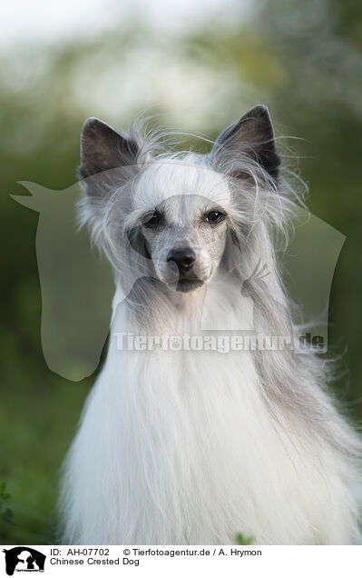 Chinese Crested Dog / AH-07702