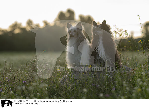 Chinese Crested Dog / Chinese Crested Dog / AH-07712
