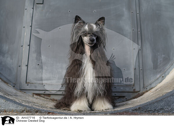 Chinese Crested Dog / Chinese Crested Dog / AH-07716