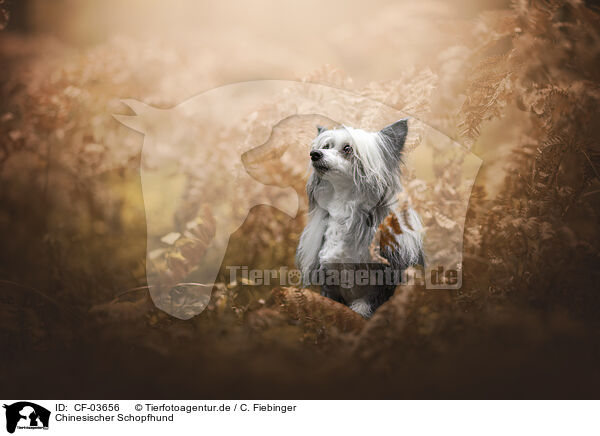 Chinesischer Schopfhund / Chinese Crested Dog / CF-03656