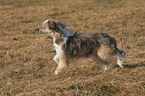 rennender Chinese Crested Dog Powderpuff