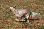 rennender Chinese Crested Dog