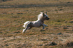 rennender Chinese Crested Dog