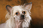 Chinese Crested Dog Portrait