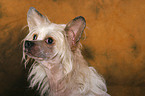 Chinese Crested Dog Portrait