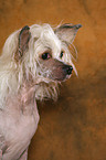 Chinese Crested Dog Portrait