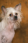 Chinese Crested Dog Portrait