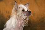 Chinese Crested Dog Portrait