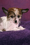 liegender Chinese Crested Dog Welpe