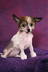 sitzender Chinese Crested Dog Welpe