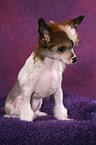 sitzender Chinese Crested Dog Welpe