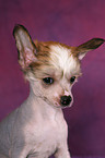 Chinese Crested Dog Welpe Portrait