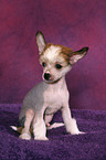 sitzender Chinese Crested Dog Welpe